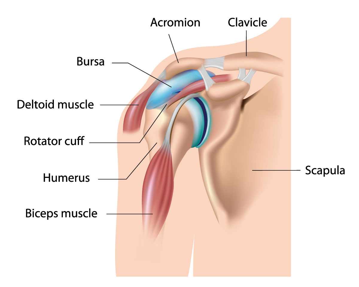 Schulter Anatomie